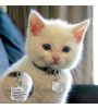 Mignon petit chat avec médaille